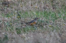 Grey-backed Thrush.jpg