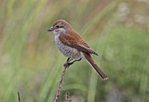 Shrike red-backed shrike (Lanius collurio) fem 2 Meledia Valley 07051409052014_LQ.jpg