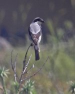 Shrike lesser grey shrike (Lanius minor) 1 Meledia Valley  07051407052014_LQ.jpg