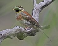 Bunting Cirl Bunting Emberiza cirlus 2 Perasma Petra Resvoir  12051412052014_LQ.jpg