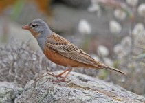 Bunting Cretzschmar's bunting (Emberiza caesia) Petrified Forest 20051420052014_LQ.jpg