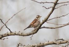 Dusky and Naumann's Thrush.jpg