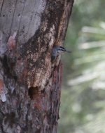 Nuthatch Kruper's Nuthatch Sitta krueperi Achladeri Lesvos 130514_edited-1.jpg