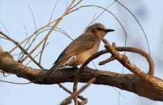 Brown-eared Bulbul.jpg