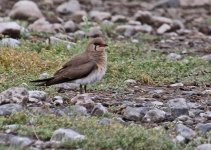 Collared Pratincole Glareola pratincola 1 Salt Pans Pumping Station 10051410052014_LQ.jpg