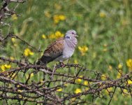 Dove Turtle Dove (Streptopelia turtur) 2  Perasma - Petra Reservoir  17051417052014_LQ.jpg