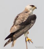 Black-shouldered-kite-April-2015.jpg