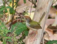 Common-Tailorbird-2.jpg