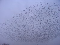 Starlings 19-03-15.jpg