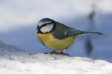 2015_02_16 (15)_Blue_Tit (800x533).jpg