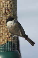 2015_02_16 (14)_Marsh_Tit (533x800).jpg