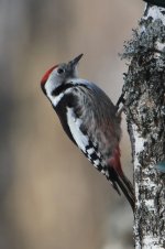 2015_02_16 (20)_Middle_Spotted_Woodpecker (533x800).jpg