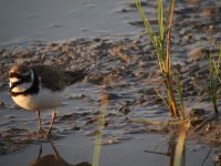 Little Ringed Plover.jpg