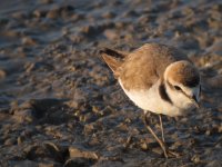 Kentish Plover.jpg