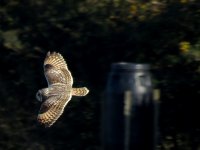 owl shorteared (29) (Medium).JPG