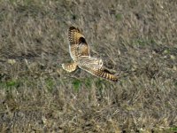 owl shorteared (31) (Medium).JPG
