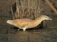 Squacco Heron.jpg