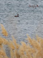 2015.03.17 Ferruginous Duck.jpg