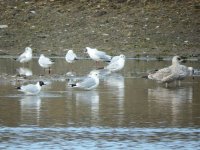 Common Gull RM compressed.jpg