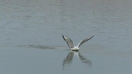 gull bonaparte's1stw (31).jpg