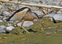 Little bittern (Ixobrychus minutus) 2 Faneromeni Lesvos 16051416052014_LQ.jpg