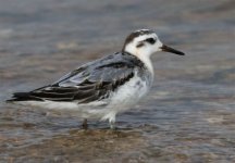 Grey_phalarope1.jpg