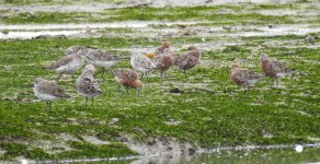 curlew sands breed feed DB MP P900 2,000 mm DSCN0971.jpg