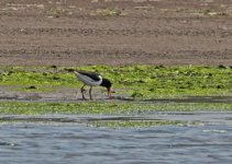 oystercatcher (Haematopus ostralegus) 1 Tsiknias river mouth 13051413052014_LQ.jpg