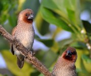 DSC_5548 Scaly-breasted Munia.JPG