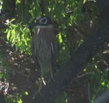 White Backed Heron.jpg