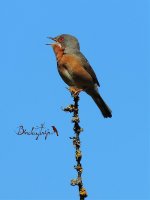 2015.05.11 Subalpine Warbler.jpg