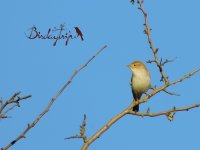 2015.05.11 Western Bonelli's Warbler.JPG