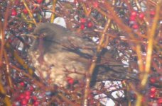 black-throated blackbird 2.jpg