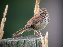 020720 song sparrow 0445.jpg