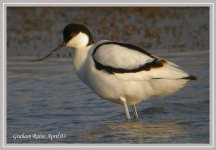 avocet  b-forum.jpg