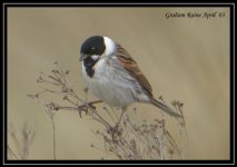 reed bunting b-forum.jpg