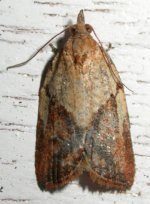 Tortrix 2.jpg