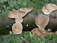 fungi 3.jpg