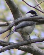 chickadee.jpg