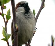 sparrow3557.jpg