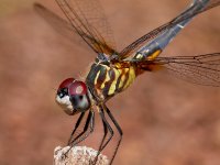 dragonfly.1a.jpg