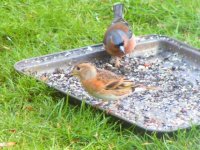 Female Brambling.jpg