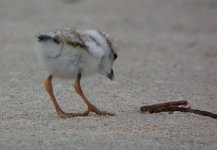 020720 piping plover young chick 0030.jpg