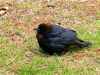 apr 18 cowbird.jpg