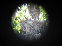 GreatHornedOwl_babies8x6.jpg