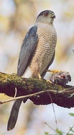 Coopers_Hawk1.jpg