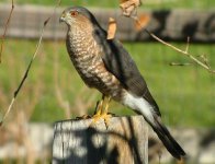 Sharp-shinned-Hawk3.jpg