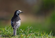 wagtail.jpg