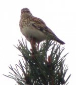 woodlark.jpg