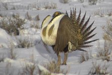 greater sage-grouse (game) 133_3348 critique a.jpg